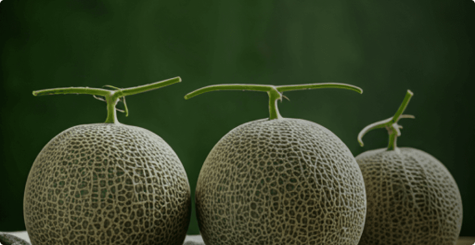 Melon Premium