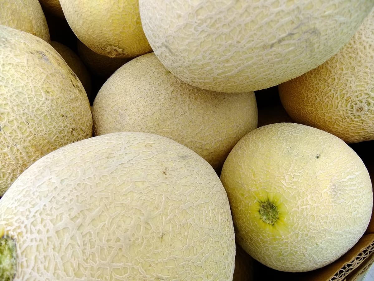 Strategi Pemasaran Melon Premium ke Supermarket