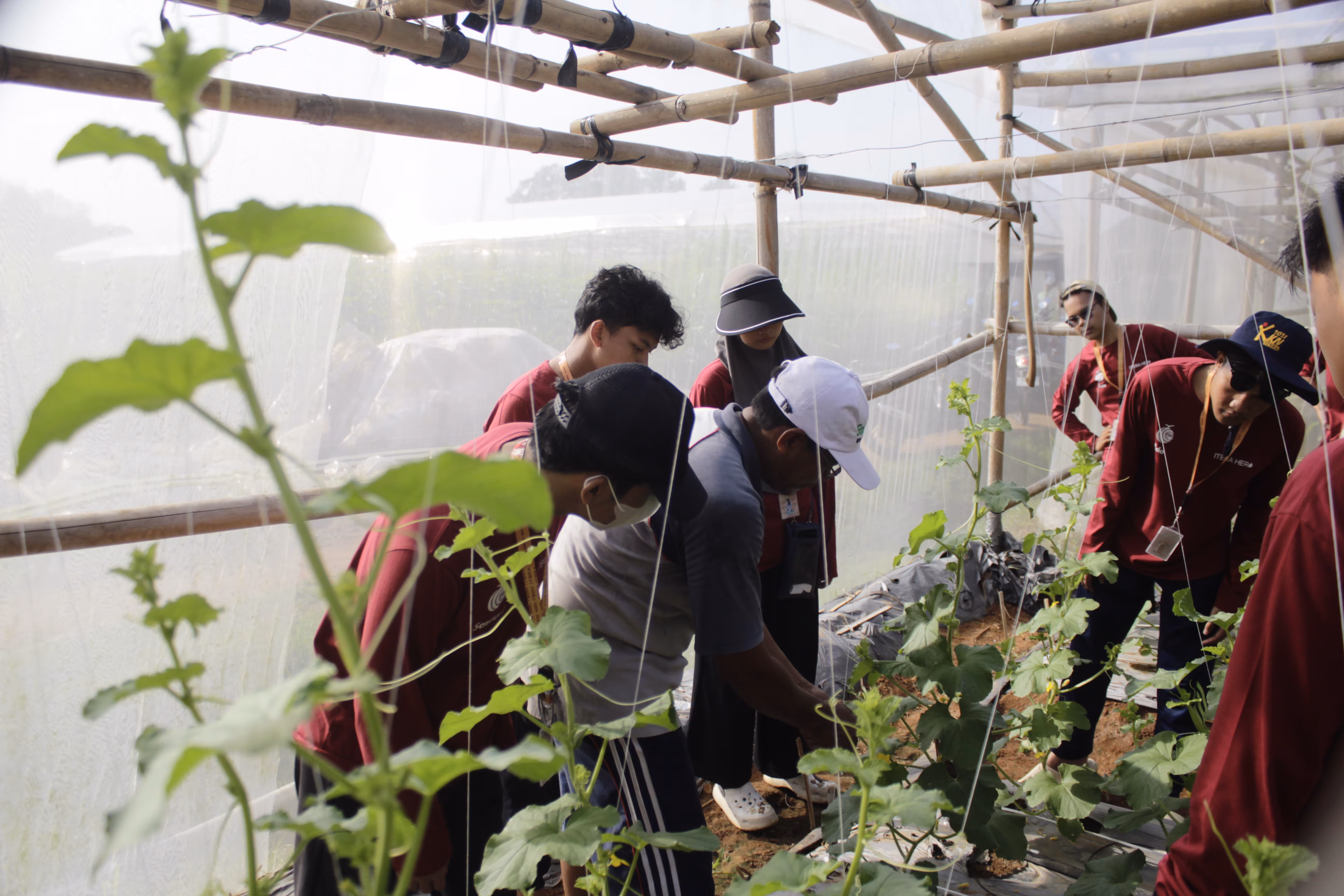 Panduan Lengkap Budidaya Melon Premium di Greenhouse