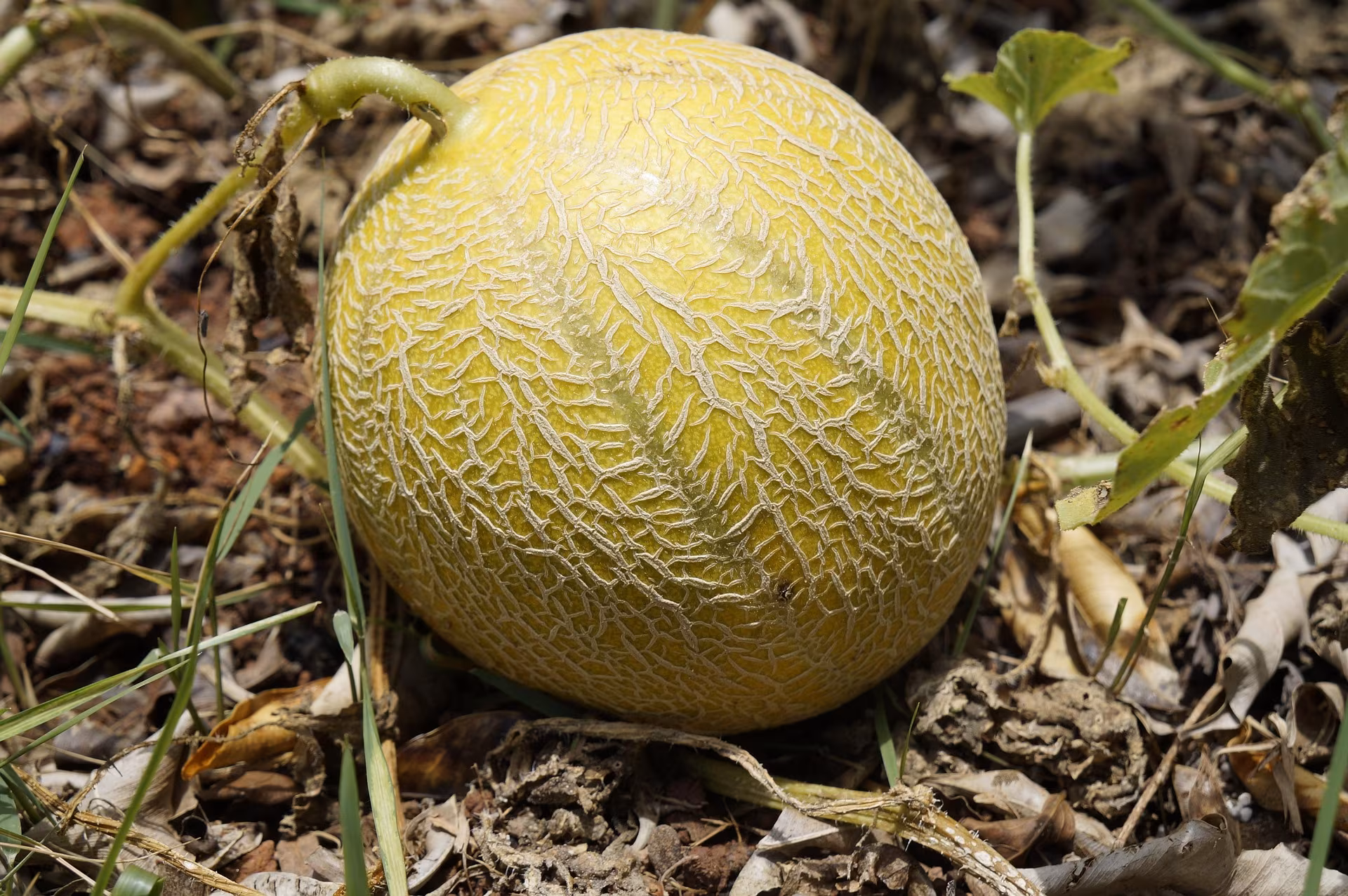 Tips Memilih Melon Manis dan Segar di Pasar