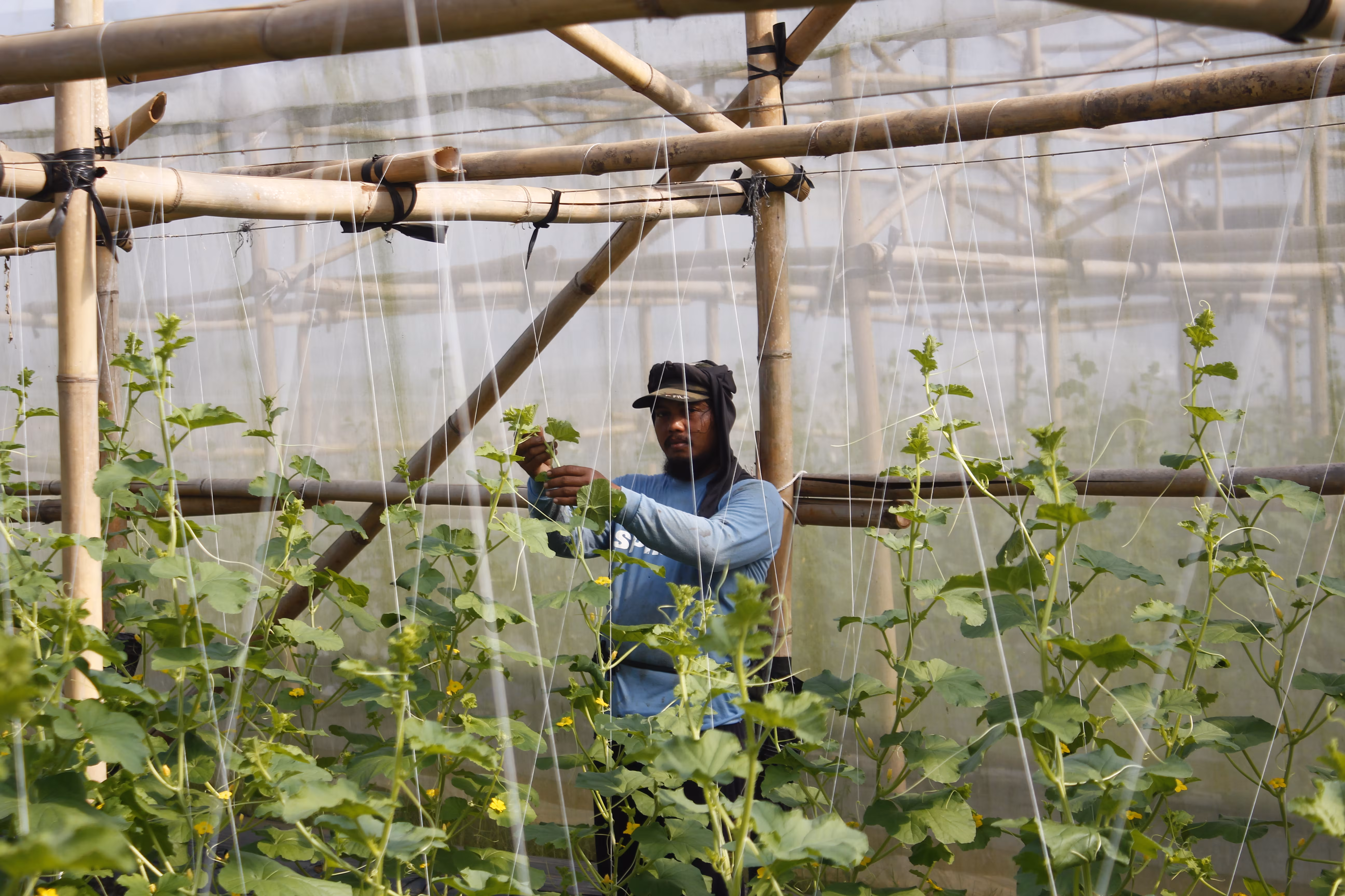 Teknologi Pertanian Modern untuk Melon Agro Lestari