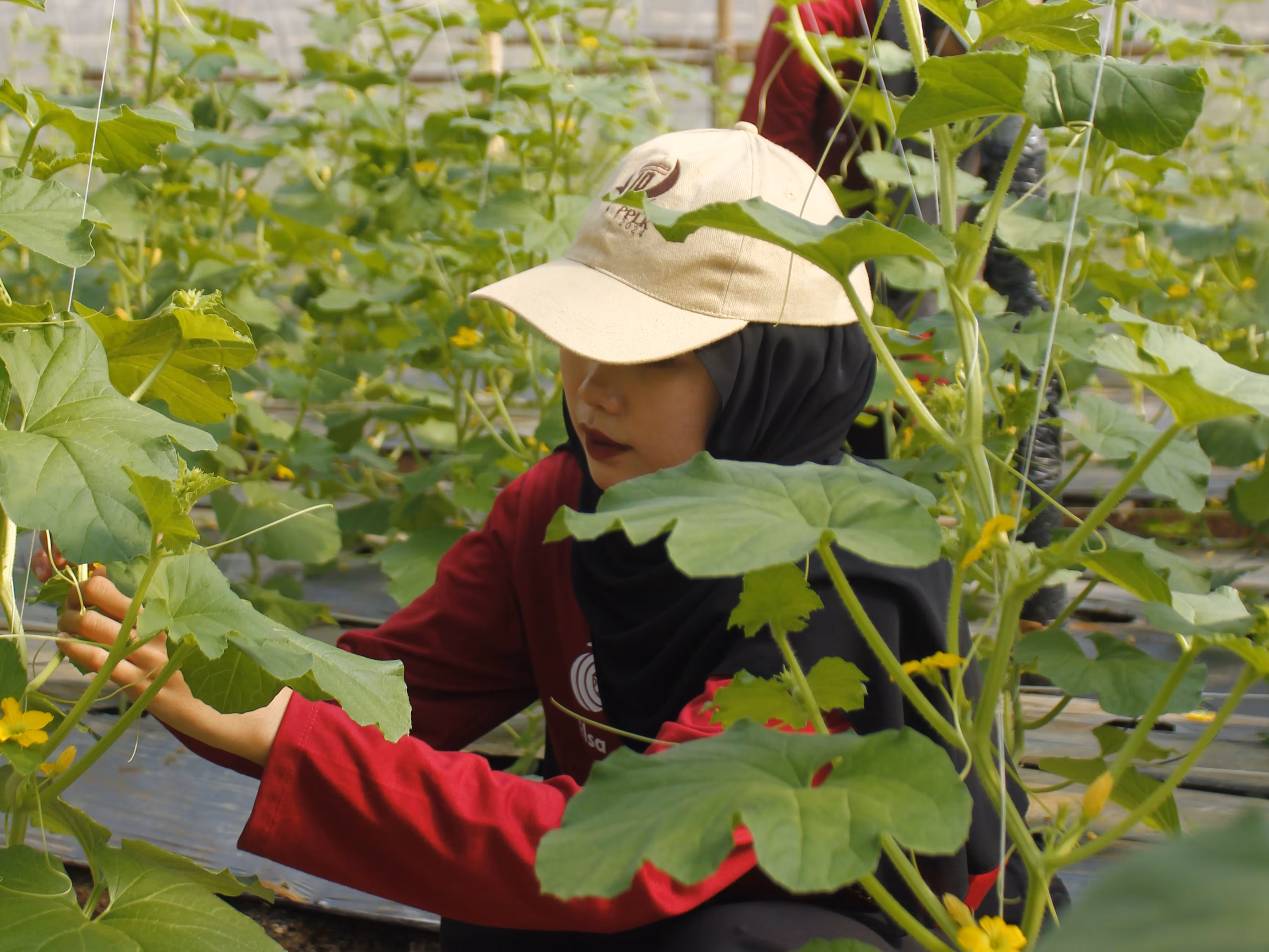Gambar ilustrasi untuk Mengapa Memilih Melon Agro Lestari untuk Kebutuhan Anda